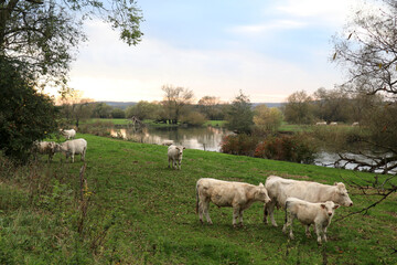 Fototapeta premium White Cattle Grazing by a Calm Riverside Meadow at Sunset