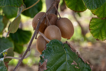 Kiwifruits growing on vine in organic orchard