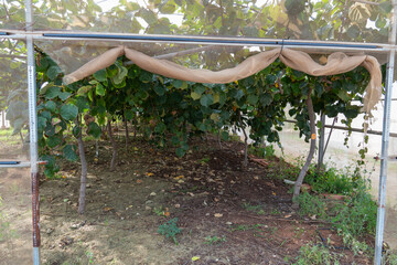 Kiwi fruit growing on vines in organic orchard
