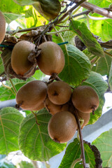 Kiwifruit growing on vine in orchard with green leaves
