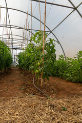 Tomato plants growing in greenhouse using drip irrigation