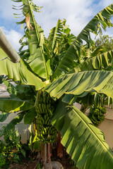 Banana tree growing green fruit in tropical plantation
