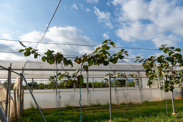 Kiwi vine growing in greenhouse on a sunny day