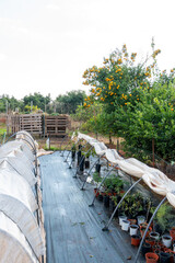 Garden nursery with plant seedlings and citrus tree