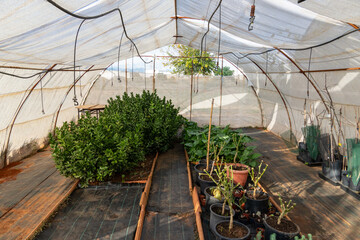 Greenhouse interior with various plants cultivating inside a hothouse