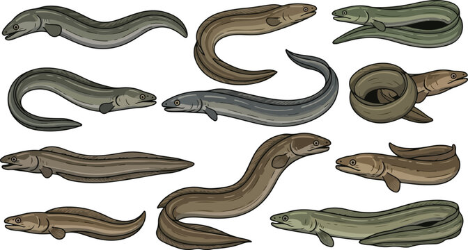Collection of Various Eels in Different Poses fish
