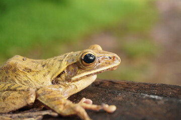 a frog was sitting on a tree