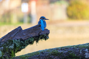 A detailed close-up of a vibrant kingfisher perched gracefully on a natural branch. The bird&rsquo;s colorful plumage and sharp beak are captured with striking clarity, highlighting its beauty and elegance 