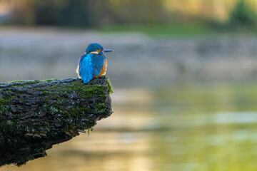A detailed close-up of a vibrant kingfisher perched gracefully on a natural branch. The bird&rsquo;s colorful plumage and sharp beak are captured with striking clarity, highlighting its beauty and elegance 