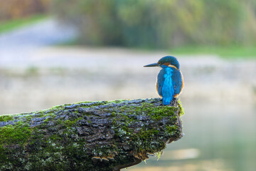 A detailed close-up of a vibrant kingfisher perched gracefully on a natural branch. The bird&rsquo;s colorful plumage and sharp beak are captured with striking clarity, highlighting its beauty and elegance 