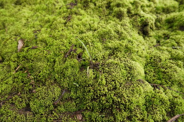 Obraz premium moss grows thickly on the walls