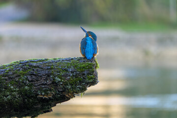 A detailed close-up of a vibrant kingfisher perched gracefully on a natural branch. The bird&rsquo;s colorful plumage and sharp beak are captured with striking clarity, highlighting its beauty and elegance 