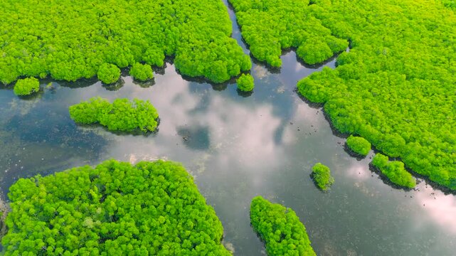 Aerial drone view of the Anavilhanas archipelago, a flooded Amazonia forest landscape in the Negro River, Amazonas, Brazil.