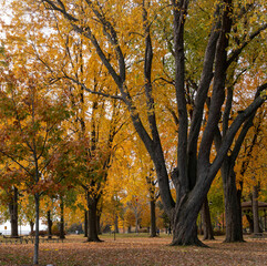 autumn trees in the park