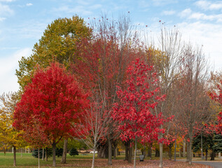 autumn trees in the park