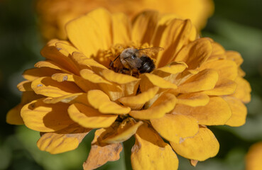 bee on yellow flower