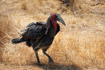 Ground Hornbill, South Africa, Kruger National Park
Endangered