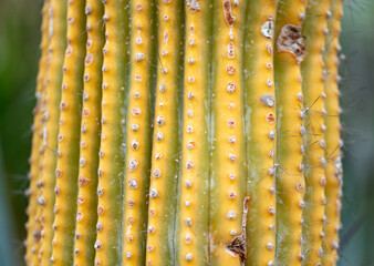 close up of a cactus macro