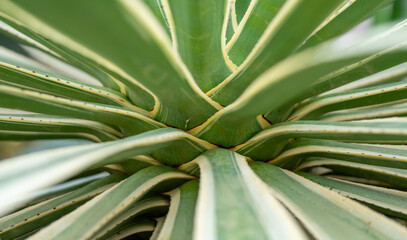 close up of aloe vera plant