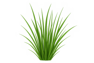 Tuft of realistic green grass blades growing, natural spring vibrant plant vector illustration with transparent background