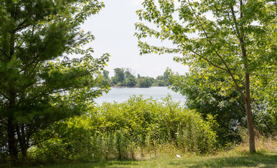 trees and bushes around the lake