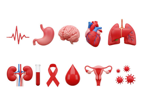 3d icon of human internal organs and medical elements isolated on transparent background