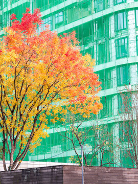 autumn colorful leaves -Chinese tallow 