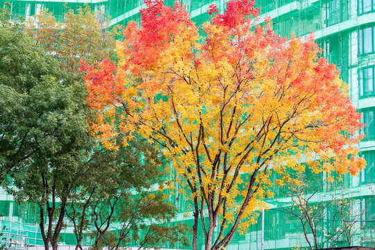 autumn colorful leaves -Chinese tallow 