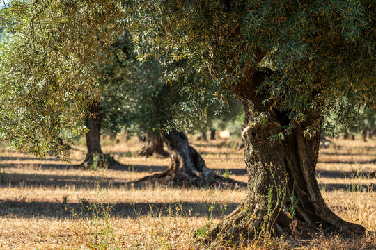 Across Terra Alta in Catalonia, sunlight grazes a rural mediterranean agriculture landscape of olive trees rising from rugged soil and scattered stones, presenting a textured sense of heritage