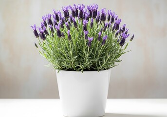 Vibrant potted lavender plant with dense purple blooms and green foliage in a white pot