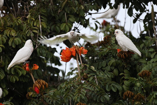 little corella (Cacatua sanguinea) Queensland, Australia