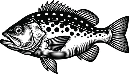 Black and white illustration of a spotted sea bass fish vector art eps silhouette