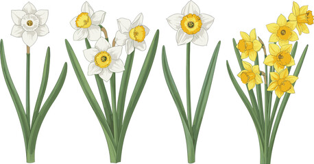 Set of blooming daffodil flowers including white and yellow narcissus bouquets with green leaves, colorful flat vector illustration.