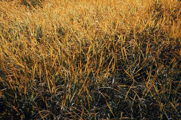 Details of autumn mountain grass