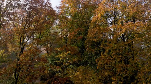 Aerial view of medieval castle Auerbach rising above a canopy of trees in autumn colors, creating a picturesque scene, Bensheim, Hessen, Germany.