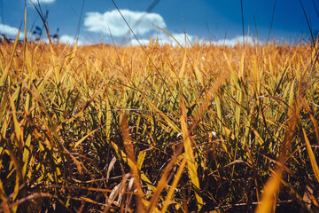 Details of autumn mountain grass