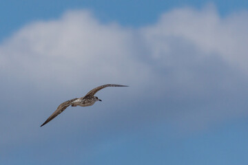 Seagull flying in blue sky with cloud