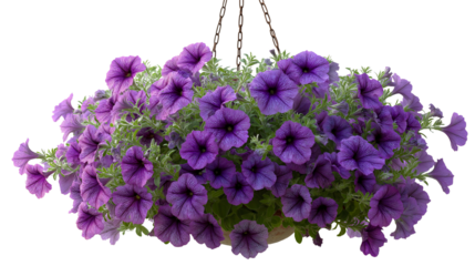 Hanging basket overflowing with trailing deep purple surfinia petunia flowers and green foliage isolated on transparent background.