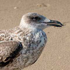 Juvenile seagull standing on sandy beach looking