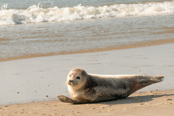 Seal resting on sand beach by the ocean