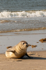 Seal resting on sand beach by the ocean
