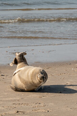 Seal resting on sand beach by the ocean