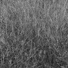 Texture of dry plant branches