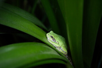 Gray treefrog Dryophytes versicolor or Hyla versicolor sitting hiding on a large green leaf of a plant
