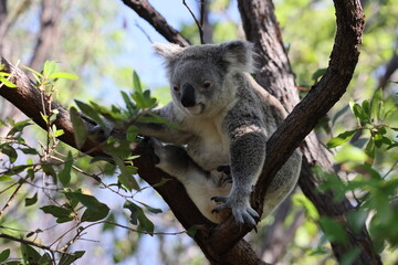 A Koala sits in a tree on Magnetic Island, Australia