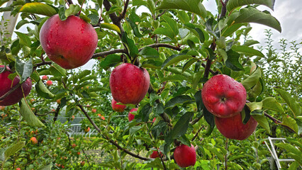 りんごの実 秋の収穫と果樹園