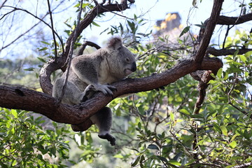 A Koala sits in a tree with the MAGNETIC ISLAND FORTS in the background,  Magnetic Island, Australia
