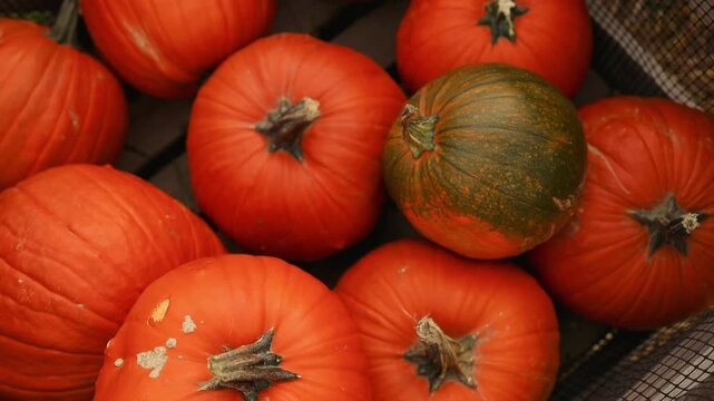 Assortment of bright orange autumn pumpkins in a rustic wooden basket, close-up seasonal harvest vegetables. Natural fall produce, organic food concept, Thanksgiving preparation, farmers market