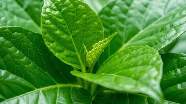 Lush, green leaves with intricate vein patterns, and emerging buds