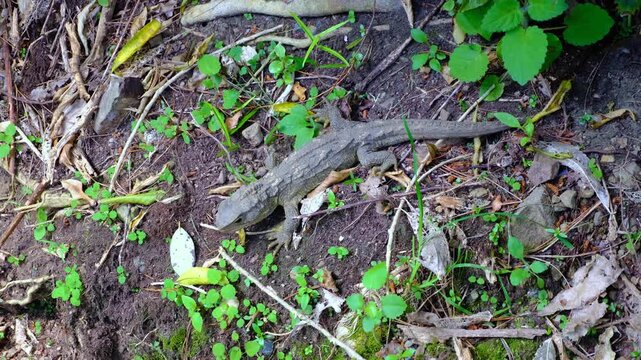 Tuatara endemic species to New Zealand sunbathing on embankment in forest within Zealandia Te Māra a Tāne in Wellington, New Zealand Aotearoa